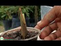 best durian grafting technique