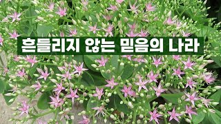 견고함, 하나님을 의뢰하는 삶. 그러므로 내 사랑하는 형제들아 견실하며 흔들리지 말고 | 예수향기교회