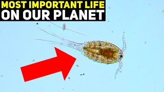 The Unseen Heroes of Our Planet: What If Phytoplankton Disappeared Overnight?