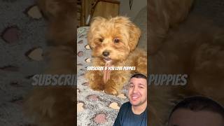 Subscribe if you love puppies ❤️ #shorts #funny #comedy #viralvideo #puppy