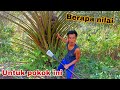 Berapa nilai untuk pokok ini boss