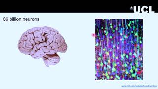 Lunch Hour Lecture: Recording from a myriad of neurons to understand behaviour