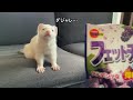 if you were eating a snack【ferret】