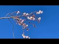 2025年1月11日　桜