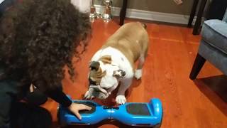 Bosco the Bulldog tries the hoverboard! So cute.