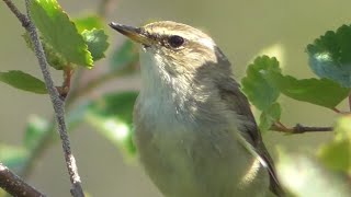 Arctic Warbler! | Spot