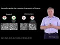 jurgen knoblich imba 1 asymmetric cell division from drosophila to humans