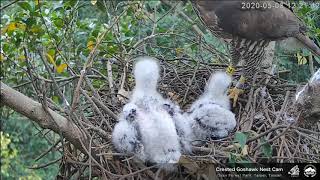 2020 05 08 12 17 午餐，斑鳩一隻【大安森林公園 鳳頭蒼鷹 Daan Crested Goshawk】