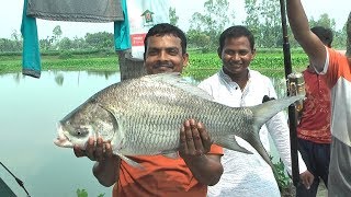 বিশাল কাতল ধরার টোপ।Make bait for caught a big Katol Fish