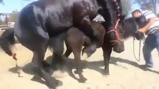 Horse Mating With Donkey