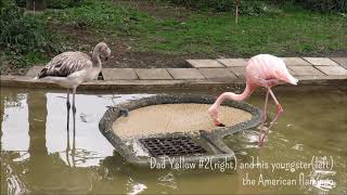 ベニイロフラミンゴの雛2号「おかあさんと一緒」＠上野動物園 / Chick #2 the American flamingo with mom Red #5 at Ueno zoo