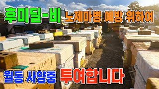 10월 양봉관리/ 노제마예방/ 노제마병치료/ 후미딜-비 투여/ 월동사양