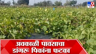 Bhandara Rain Loss : भंडारा जिल्ह्यात अवकाळी पावसाचा फटका