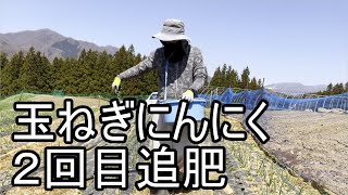 玉ねぎにんにく2回目追肥