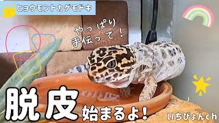 【脱皮】レオパの脱皮を本格的にお手伝いしたら凄かった！