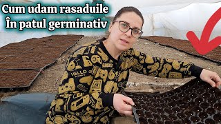 Cum se Udă Corect Răsadurile în Patul Germinativ