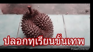 วิธีปอกทุเรียนขั้นเทพ