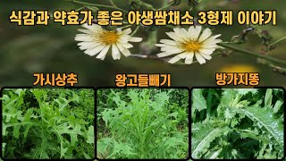 식감과 약효가 좋은 야생쌈채소 3형제 이야기