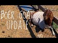 BOER GOAT UPDATE / DEALING WITH A DROUGHT