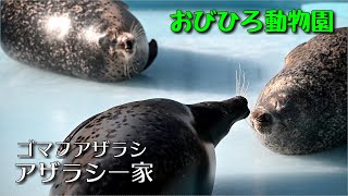 おびひろアザラシ一家　#おびひろ動物園 #ゴマフアザラシ