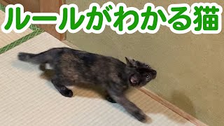 猫はだるまさんがころんだのルールを知っているというのは本当なのか試してみた