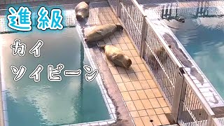 駆け足ぽよよな園児すんなり移動 ゼニガタアザラシ進級フェーズ3へ【アザラシ幼稚園】