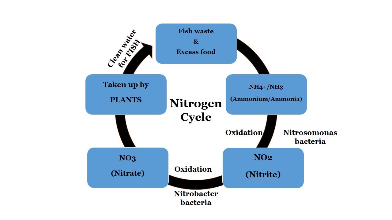 Episode 04 | Nitrogen Cycle In An Aquarium | Aquascaping 101 For ...