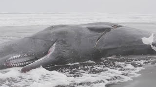 40-foot whale washes up along Oregon Coast near Warrenton