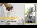 How to Easy Propagate yucca plant in water::Grow::cutting::