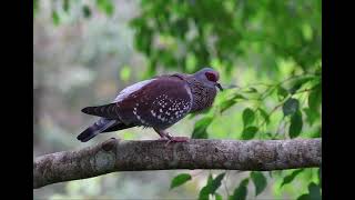 斑鸽 Speckled Pigeon Columba guinea