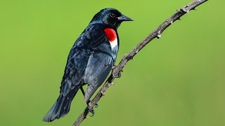 Tricolored Blackbird Colony in Tuolumne County