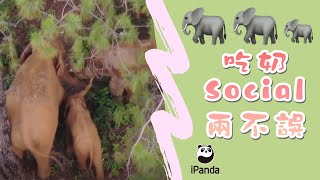 《“象”往的旅行》亞洲象寶寶吃奶不忘Social | iPanda熊貓頻道