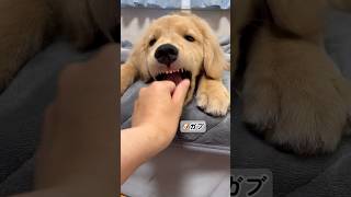 リズムゲー#dog #ゴールデンレトリバー #goldenretriever