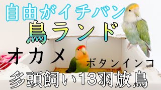 赤粟穂食べ放題！多頭飼い13羽朝の一斉放鳥今日もみなさん張り切ります❣️