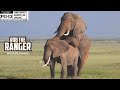 Amboseli Elephants Working To Increase The Population | Zebra Plains Safari