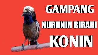 Cara nurunin birahi burung konin