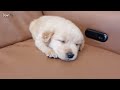 domi the golden retriever dozing puppy 🐶