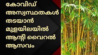 കോവിഡ് കാലത്തെ ശരീര അസ്വസ്ഥതകളെ തടയാൻ ബാംബൂ വിന്റെ ഇലയിൽ തയ്യാറാക്കുന്ന ആന്റി വൈറൽ ആസവം..