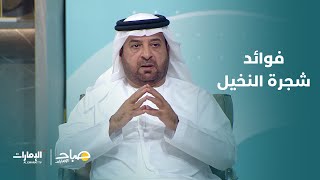 فوائد واستخدامات شجرة النخيل | برنامج صباح الإمارات