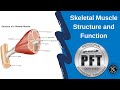 Skeletal Muscle Structure and Function