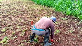 Paano Magtanim ng Napier Grass