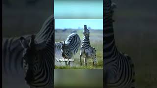 A zebra attacked hard with a hoof in the jaw. #animals