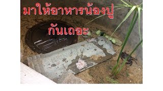 ทดลองเลี้ยงปูนา ในบ่อซีเมนต์ ตอนที่ 2 มาให้อาหารปูกัน - ชลิตากุล ออแกนิก ฟาร์ม