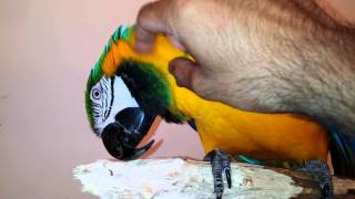 Premier Parrots - Male Blue and Gold Macaw BG2 (Meet Cam)