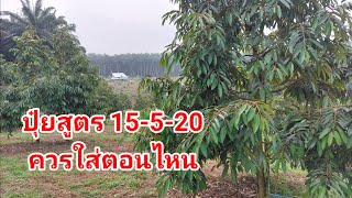 ปุ๋ยสูตร 15-5-20 ควรใส่ตอนไหนในสวนทุเรียน