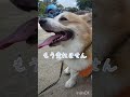 犬のバロメーター dog condition meter shrots corgi 尻尾ありコーギー