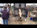 debruycker charolais processing heifer calves