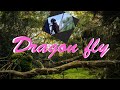 Dragon fly | Rathiya innovation