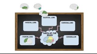 Parts of the Brain  Scratch Project