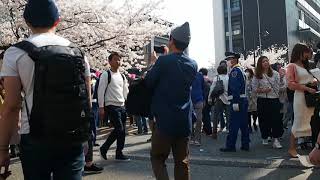 東京お花見散歩　満開　目黒川の桜　2018.3.28  Sakura